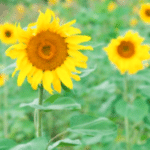 sunflower plant